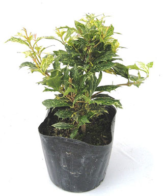 五色柊　ゴシキヒイラギ　ごしきひいらぎ　メイン