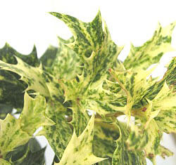 五色柊　ゴシキヒイラギ　ごしきひいらぎ　葉　植木組合