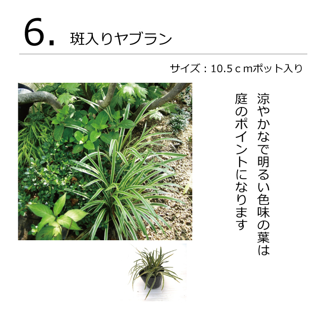 ガーデンセット　S　プレーン　植木組合