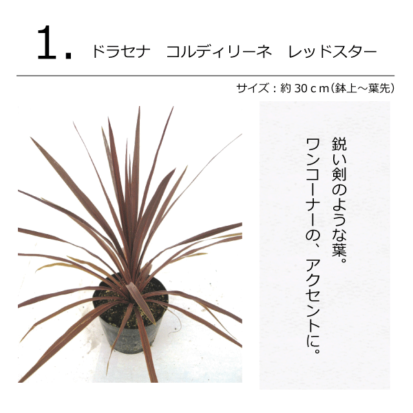 ナチュラル　ガーデン　なちゅらる　がーでん　　コーディネートセット　植木組合　オリジナル