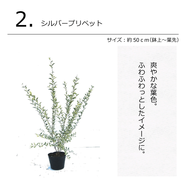 ナチュラル　ガーデン　コーディネートセット　植木組合　オリジナル