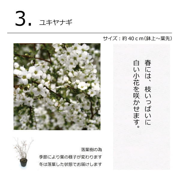 ナチュラル　ガーデン　コーディネートセット　植木組合　オリジナル