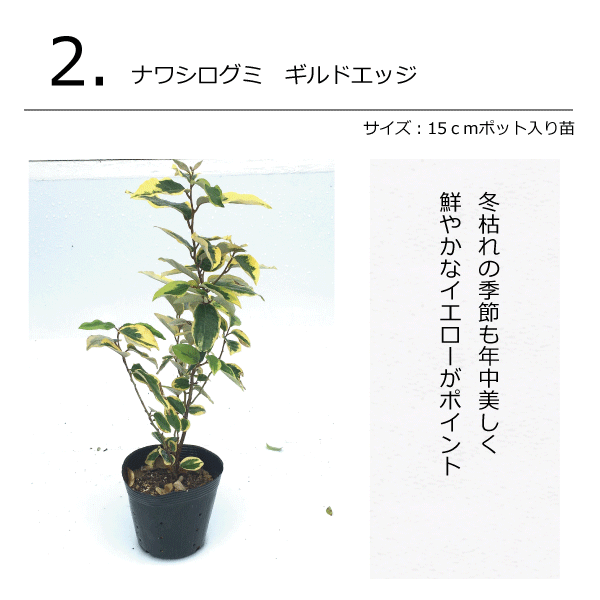 リーフガーデン２