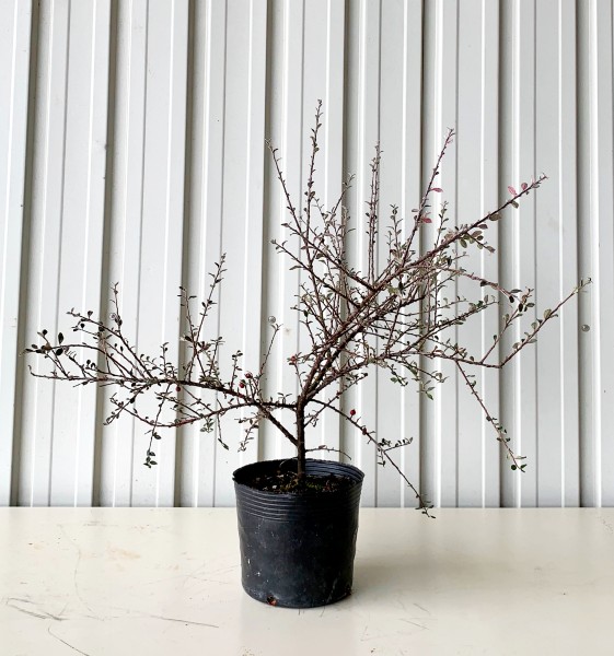 寒さに強い 耐寒性がある 植木組合