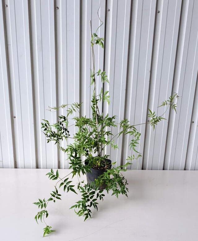 ハゴロモジャスミン　ほごろもじゃすみん　羽衣ジャスミン　植木組合