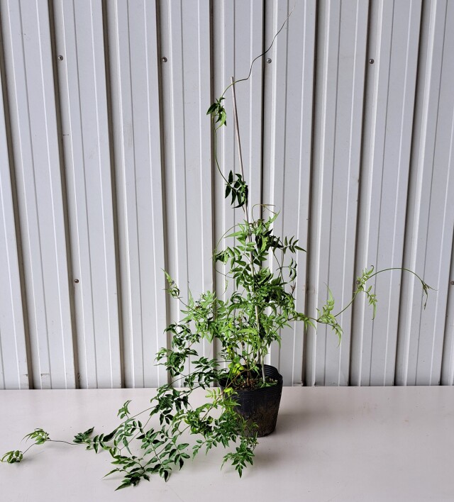ハゴロモジャスミン　ほごろもじゃすみん　羽衣ジャスミン　植木組合