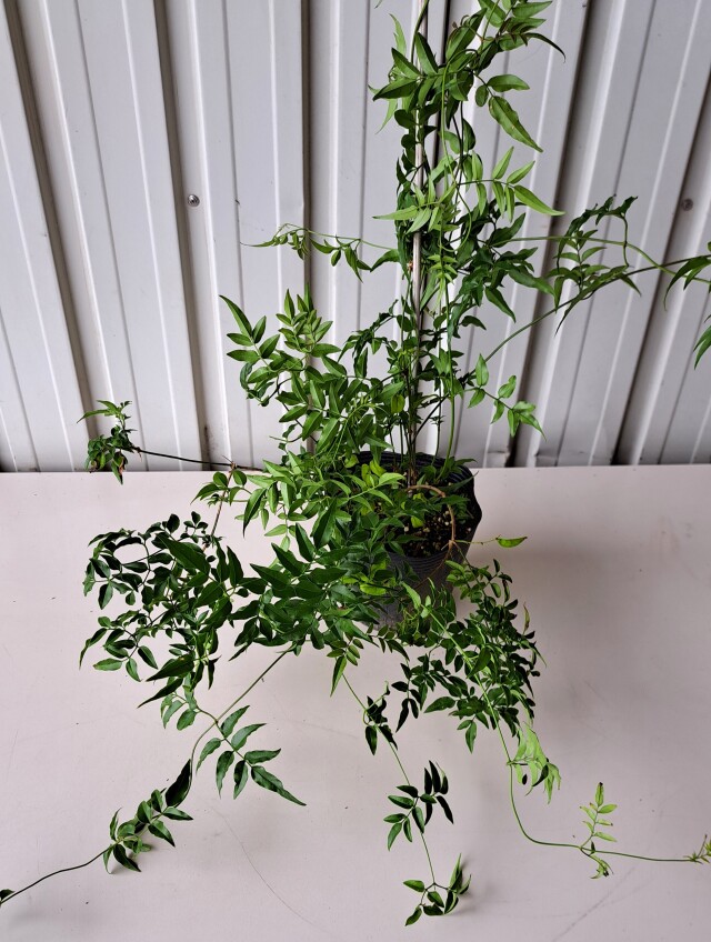 ハゴロモジャスミン　ほごろもじゃすみん　羽衣ジャスミン　植木組合
