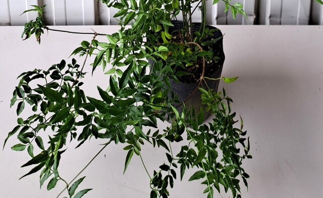 ハゴロモジャスミン　ほごろもじゃすみん　羽衣ジャスミン　植木組合