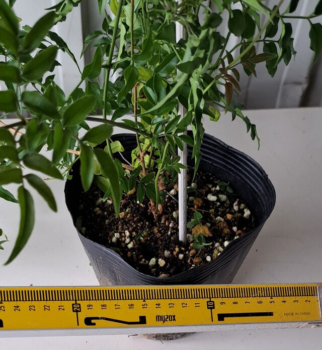 ハゴロモジャスミン　ほごろもじゃすみん　羽衣ジャスミン　植木組合