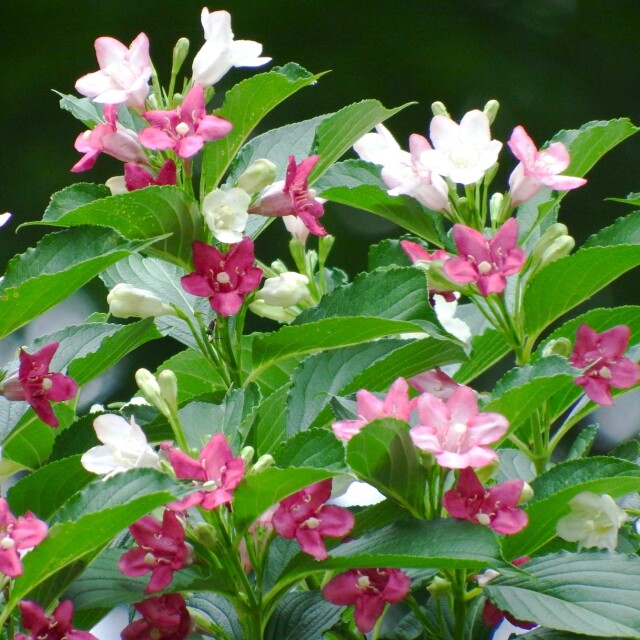 ハコネウツギ ハコネウツギ（箱根空木）苗