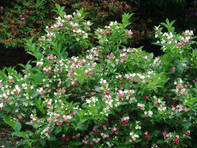 ハコネウツギ（箱根空木）苗