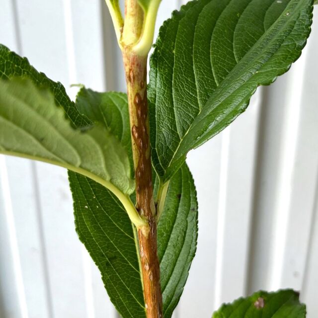 ハコネウツギ（箱根空木）苗