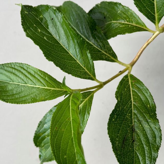 ハコネウツギ（箱根空木）苗