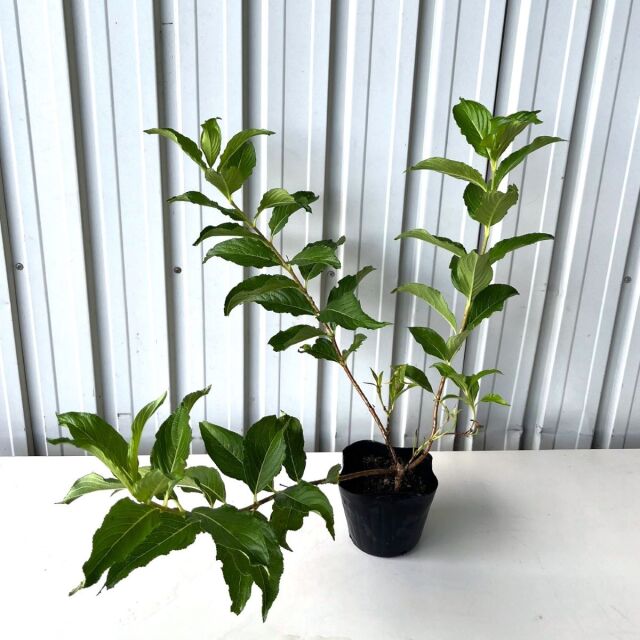 ハコネウツギ（箱根空木）苗