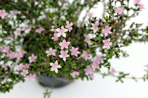 ハクチョウゲ　ピンク　花の様子