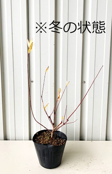 ハクロニシキ 楽天市場】ハクロニシキ 苗 【ハクロニシキ】 約0.4m ポット苗