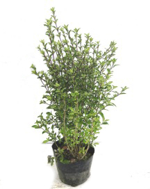 白丁花　ハクチョウゲ　はくちょうげ　メイン