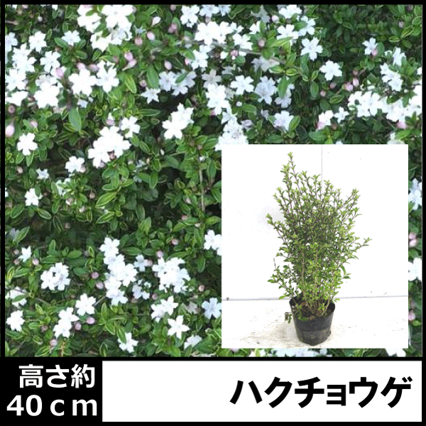 ハクチョウゲ　白丁花　植木組合
