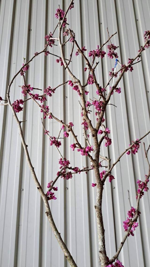 花ずおう　はなずおう　花すおう　ハナスオウ　雑木　落葉樹　植木組合