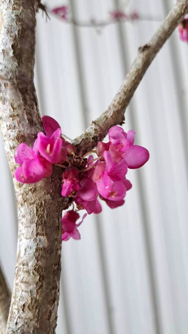 花ずおう　はなずおう　花すおう　ハナスオウ　雑木　落葉樹　植木組合