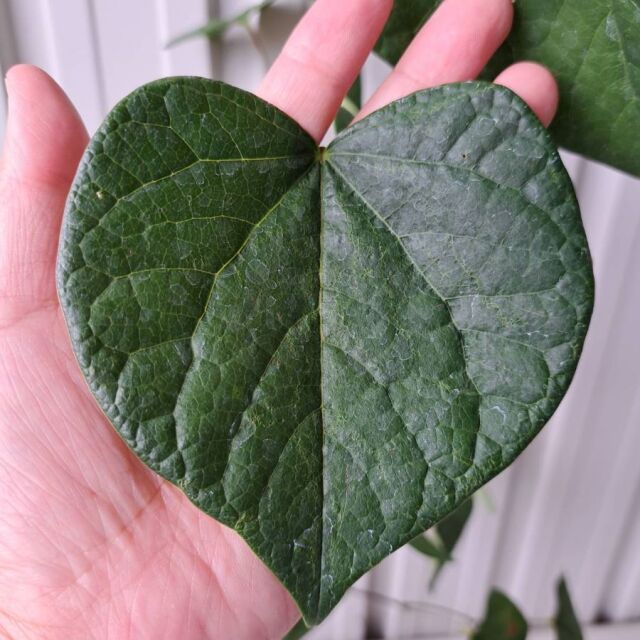 ハナズオウ　60cm　はなずおう　葉　植木組合