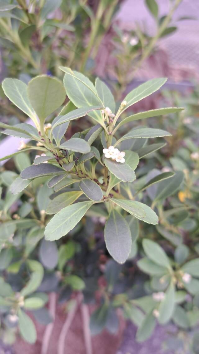 ハチジョウイヌツゲ　八丈犬柘植　いぬつげ　植木組合