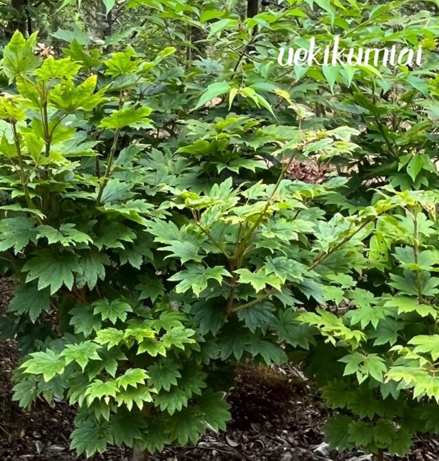 予約販売　ハウチワカエデ　　植木組合