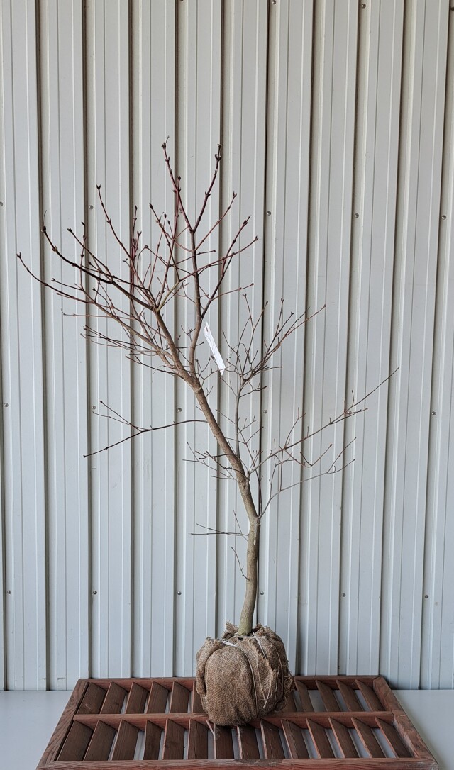 ハウチワカエデ　はうちわかえで　植木組合