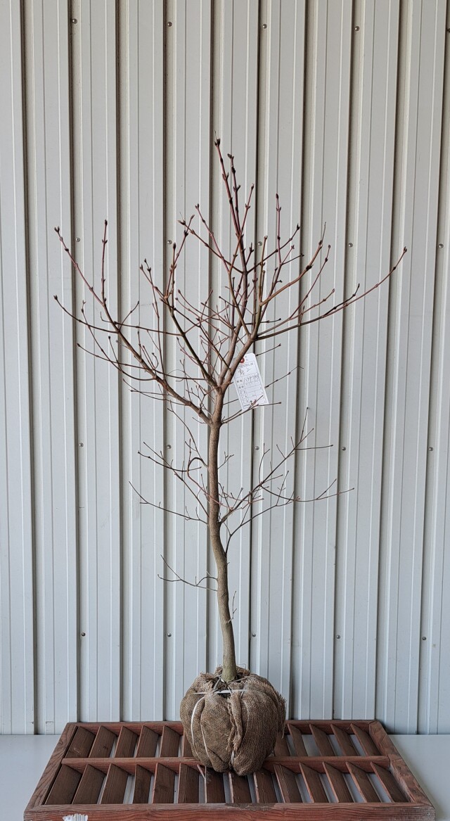 ハウチワカエデ　はうちわかえで　植木組合