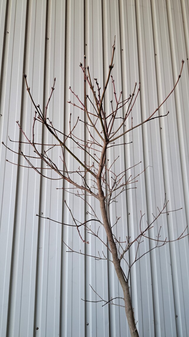 ハウチワカエデ　はうちわかえで　植木組合