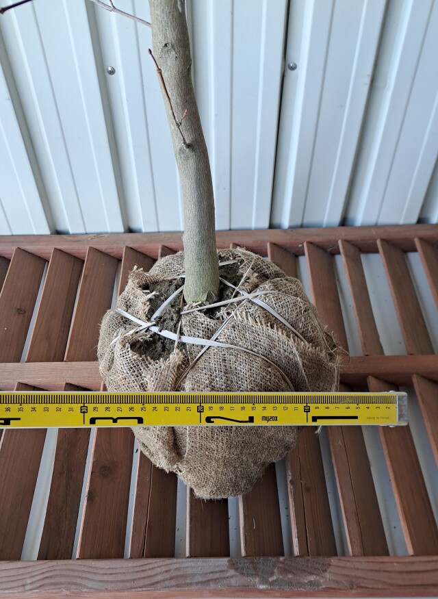 ハウチワカエデ　はうちわかえで　植木組合
