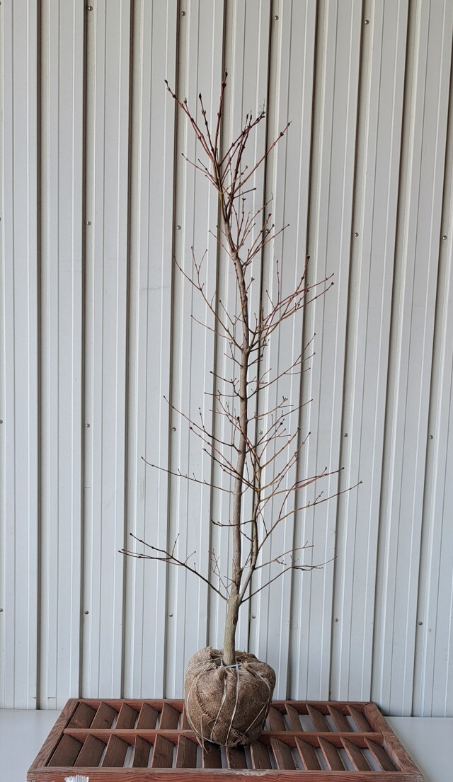 ハウチワカエデ　はうちわかえで　植木組合