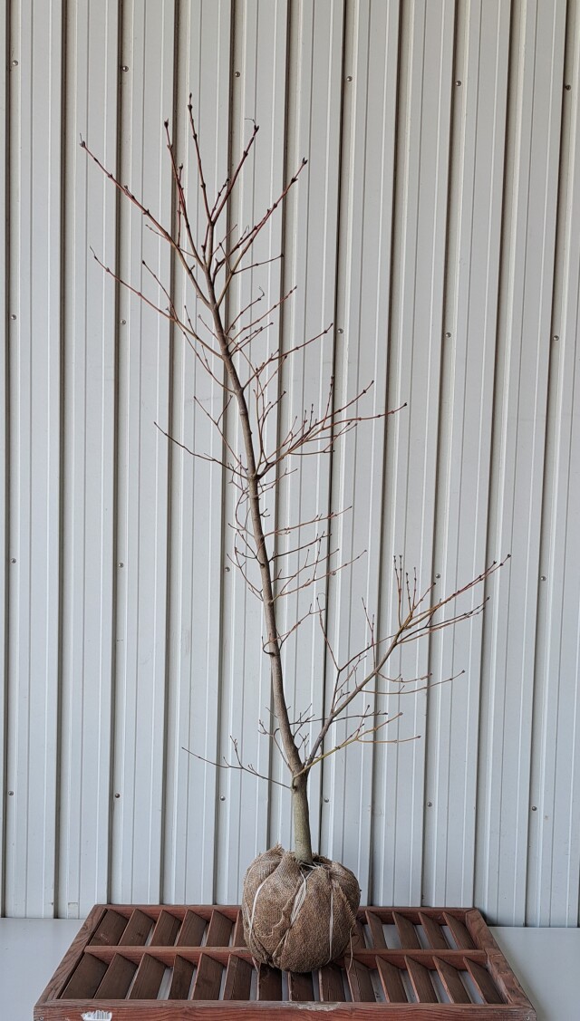 ハウチワカエデ　はうちわかえで　植木組合