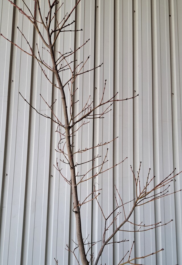 ハウチワカエデ　はうちわかえで　植木組合