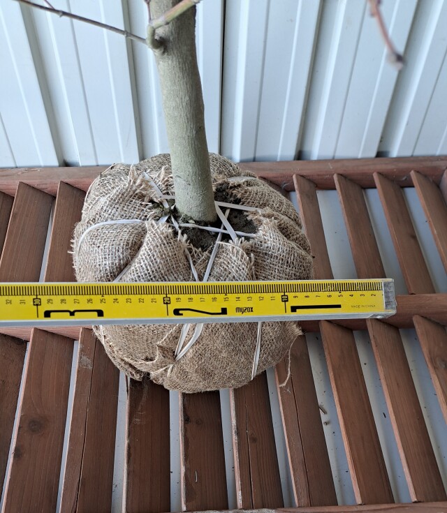 ハウチワカエデ　はうちわかえで　植木組合