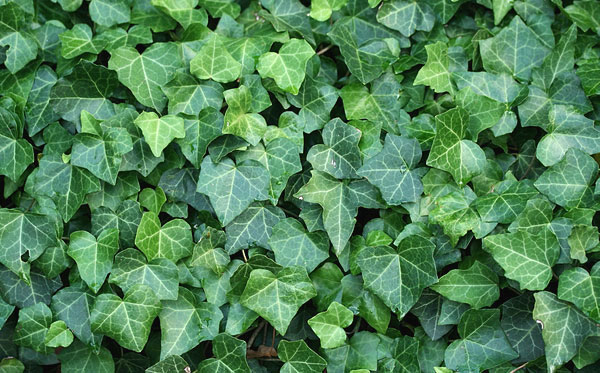 へデラヘリックス-2 ヘデラ ヘリックス 苗 単品・セット販売