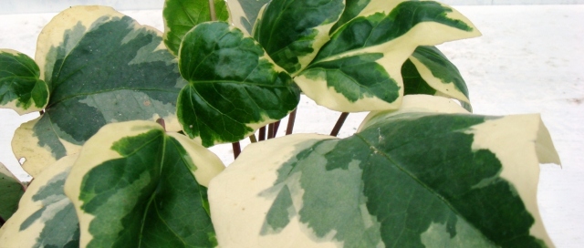 斑入り　カナリエンシス　　植木組合　バリエガータ