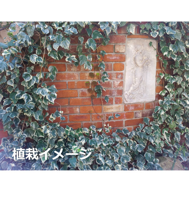 ヘデラ カナリエンシス バリエガータ（斑入り葉オカメヅタ）