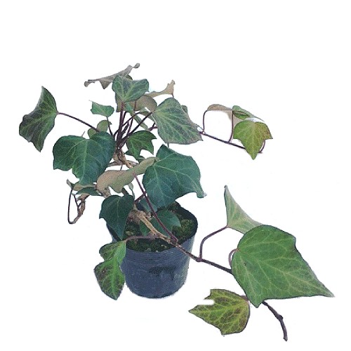 ヘデラ ヘリックス 苗 単品・セット販売