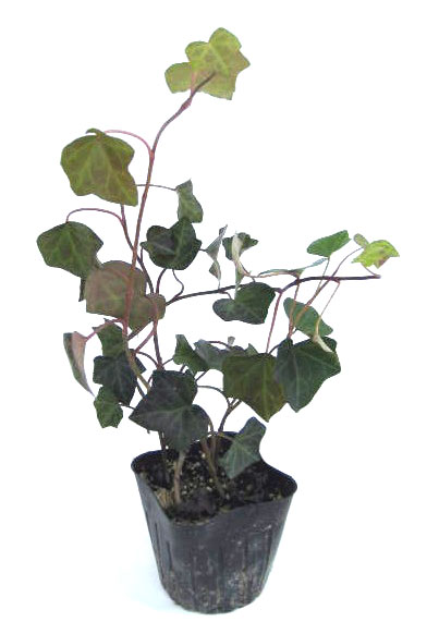 ⭐️専用⭐️観葉植物 斑入りオカメヅタ 新芽カット苗 5本 挿し穂