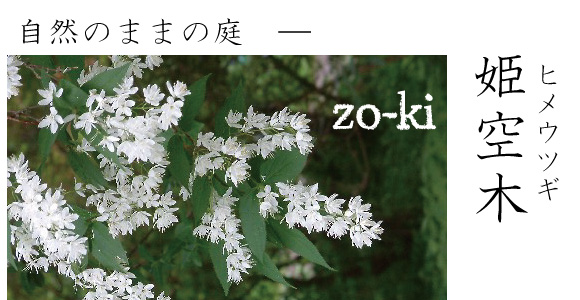 ヒメウツギ　姫うつぎ　植木組合