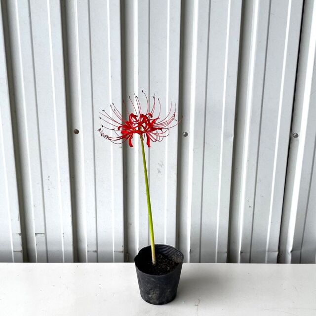 彼岸花球根1000個