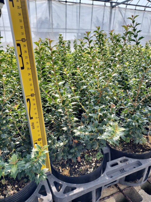 ヒイラギ　カオリヒメ　高さ約30～40ｃｍ　15ｃｍ（5号）ポット入り　香姫　香り姫姫柊　ヒメヒイラギ