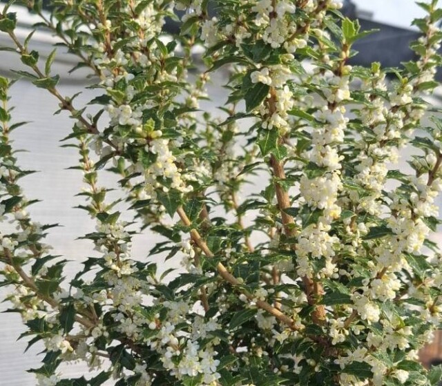 ヒイラギ　カオリヒメ　高さ約30～40ｃｍ　15ｃｍ（5号）ポット入り　香姫　香り姫姫柊　ヒメヒイラギ