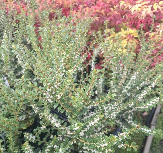 ヒイラギ カオリヒメ 高さ約30~40cm 15cm(5号)ポット入り 香姫 香り姫姫柊 ヒメヒイラギ