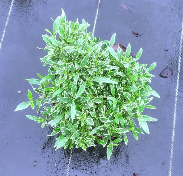 フイリヒメクチナシ　斑入り　低木　常緑