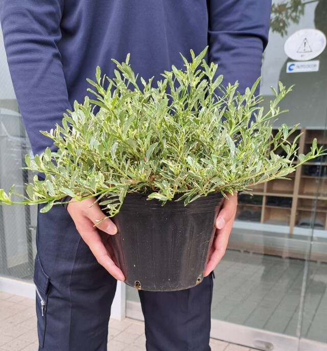 フイリヒメクチナシ　斑入り　姫梔子　くちなし　植木組合　常緑低木　香りの木