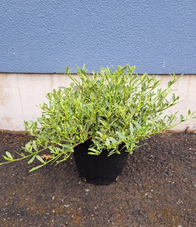 フイリヒメクチナシ　斑入り　姫梔子　くちなし　植木組合　常緑低木　香りの木