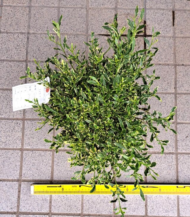 フイリヒメクチナシ　斑入り　姫梔子　くちなし　植木組合　常緑低木　香りの木