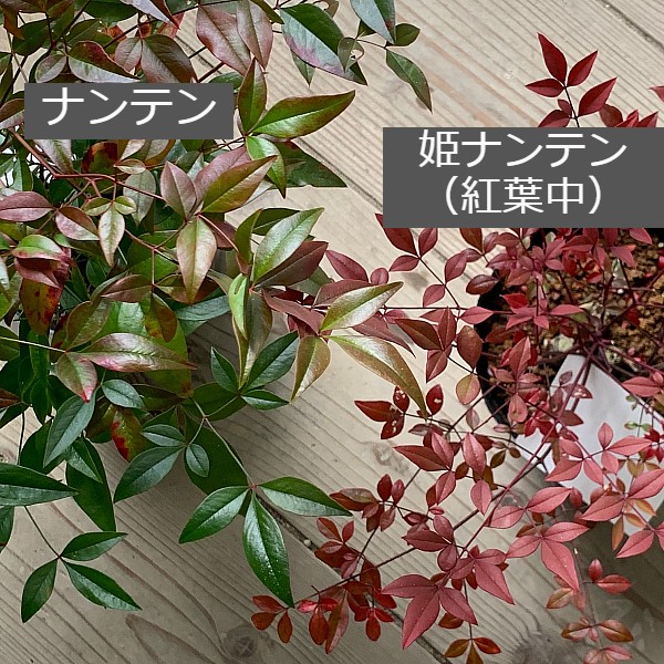 ヒメナンテン　ナンテン　比較